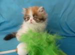 Casandra - Persian Cat For Sale - Yucca Valley&comma; CA&comma; US