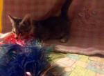 Abbey - Munchkin Cat For Sale - FL&comma; US