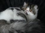 leon - Persian Cat For Sale - Yucca Valley&comma; CA&comma; US