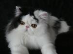 Franky - Persian Cat For Sale - Yucca Valley&comma; CA&comma; US