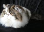 Fedel - Persian Cat For Sale - Yucca Valley&comma; CA&comma; US