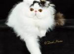 Barsik - Persian Cat For Sale/Retired Breeding - Yucca Valley&comma; CA&comma; US
