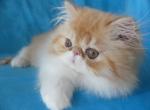 Mozart - Persian Cat For Sale - Yucca Valley&comma; CA&comma; US