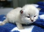 Glittering Snow - Siberian Cat For Sale - Ashburn&comma; VA&comma; US