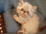 Seal lynx point - Himalayan Cat For Sale - Satellite Beach&comma; FL&comma; US