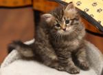 Gosha - Siberian Cat For Sale - Ashburn&comma; VA&comma; US