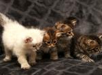 New litter of Romanov Dynasty - Siberian Kitten For Sale - Ashburn&comma; VA&comma; US