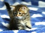 Galaktika - Siberian Cat For Sale - Ashburn&comma; VA&comma; US