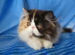 Mia - Persian Cat For Sale - Yucca Valley&comma; CA&comma; US