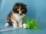 Lilya - Persian Cat For Sale - Yucca Valley&comma; CA&comma; US