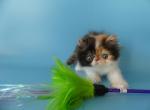 Coquette - Persian Cat For Sale - Yucca Valley&comma; CA&comma; US