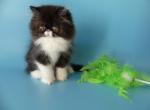 Bany - Persian Cat For Sale - Yucca Valley&comma; CA&comma; US