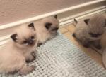 Cookie's babies - Himalayan Cat For Sale - Benbrook&comma; TX&comma; US