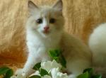 Catalina and Cashmere - Ragdoll Cat For Sale - Sumter&comma; SC&comma; US