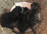 H Litter - Siberian Cat For Sale - Ashburn&comma; VA&comma; US