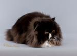 Kuzya - Persian Cat For Sale/Retired Breeding - Yucca Valley&comma; CA&comma; US