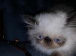 Himalayan Persian Kitten - Himalayan Cat For Sale - Satellite Beach&comma; FL&comma; US