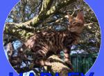 Harley - Bengal Cat For Sale - FL&comma; US