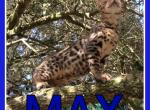Max - Bengal Cat For Sale - FL&comma; US