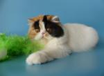 Leyla - Persian Cat For Sale - Yucca Valley&comma; CA&comma; US