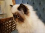Seal Point - Himalayan Cat For Sale - Satellite Beach&comma; FL&comma; US