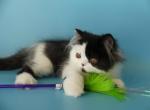 Picasso - Persian Cat For Sale - Yucca Valley&comma; CA&comma; US