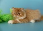 Cloe - Persian Cat For Sale - Yucca Valley&comma; CA&comma; US