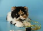 Juliette - Persian Cat For Sale - Yucca Valley&comma; CA&comma; US