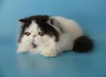 Armani - Persian Cat For Sale - Yucca Valley&comma; CA&comma; US