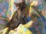 Sammy - Bengal Cat For Sale - FL&comma; US