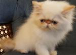 Flame Red lynx Point - Himalayan Cat For Sale - Satellite Beach&comma; FL&comma; US
