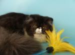 Roshfor - Persian Cat For Sale - Yucca Valley&comma; CA&comma; US