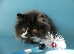 Ferdinant - Persian Cat For Sale - Yucca Valley&comma; CA&comma; US