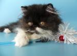 Palcan - Persian Cat For Sale - Yucca Valley&comma; CA&comma; US