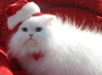 Angelic Doll Face Blue Eyed White Persians - Persian Kitten For Sale - Houston&comma; TX&comma; US