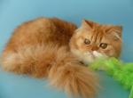 Axel - Persian Cat For Sale - Yucca Valley&comma; CA&comma; US