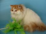 Miky - Persian Cat For Sale - Yucca Valley&comma; CA&comma; US
