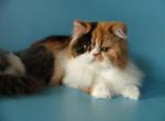 Camila - Persian Cat For Sale - Yucca Valley&comma; CA&comma; US