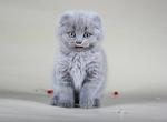 Super sweet deep blue color Scottish fold female kitten Jenny - Scottish Fold Cat For Sale - Hollywood&comma; FL&comma; US