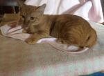 Pumpkin - Munchkin Cat For Sale - FL&comma; US