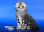 Silver Scottish fold female kiiten - Scottish Fold Cat For Sale - Hollywood&comma; FL&comma; US