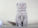 Foma Scottish fold shorthair female kitten - Scottish Fold Cat For Sale - Hollywood&comma; FL&comma; US