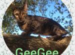 GeeGee - Bengal Cat For Sale - FL&comma; US