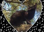 Melody - Bengal Cat For Sale - FL&comma; US