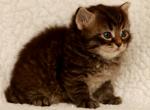 Lorenzo of Romanov Dynasty - Siberian Cat For Sale - Ashburn&comma; VA&comma; US