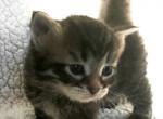 Lukian of Romanov Dynasty - Siberian Cat For Sale - Ashburn&comma; VA&comma; US