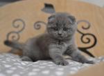 Tina attractive Scottish fold female kitten - Scottish Fold Cat For Sale - Hollywood&comma; FL&comma; US