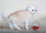 Bueno creamy Scottish fold male kitten - Scottish Fold Cat For Sale - Hollywood&comma; FL&comma; US