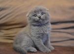 Arina adorable blue color Scottidh fold female kitten - Scottish Fold Cat For Sale - Hollywood&comma; FL&comma; US