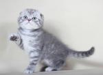 Sergio Blue tabby Scottish fold baby boy - Scottish Fold Cat For Sale - Hollywood&comma; FL&comma; US